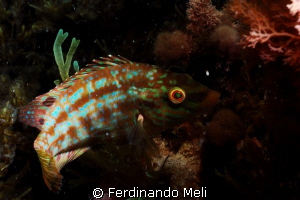 Symphodus roissali by Ferdinando Meli 